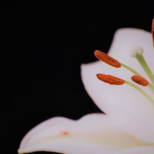 Carefree Backdrop for Slow Flames - New York Jazz Bar