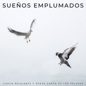 Sueños Emplumados: Lluvia Relajante Y Suave Canto De Los Pájaros - Lluvia
