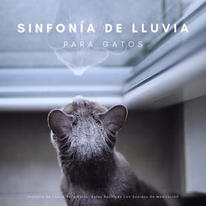 Sinfonía De Lluvia Para Gatos: Patas Pacíficas Con Sonidos De Meditación - Sonido de lluvia