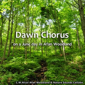 Dawn chorus on a June day in Afan Woodland - C.W. Nicol Afan Woodland