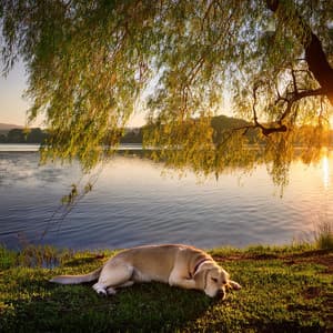 Ritmos Suaves De Hip Hop Para El Descanso De Las Mascotas - Banda Marina