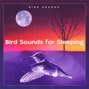 Bird Sounds for Sleeping - Bird Sounds