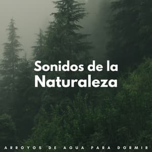 Sonidos De La Naturaleza: Arroyos De Agua Para Dormir - Arroyos y niebla