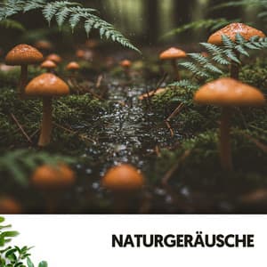 Naturgeräusche: Regnerische Schritte - Cat Music Therapy