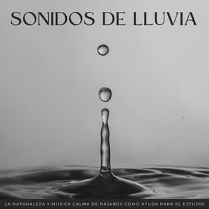 Sonidos De Lluvia: La Naturaleza Y Música Calma De Pájaros Como Ayuda Para El Estudio - Grabación de lluvia