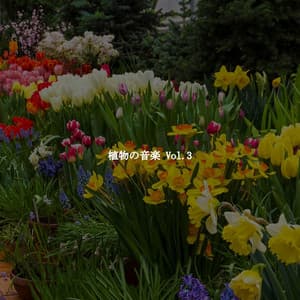 植物の音楽 Vol.3 - Jazz Coffee Break Sophistications