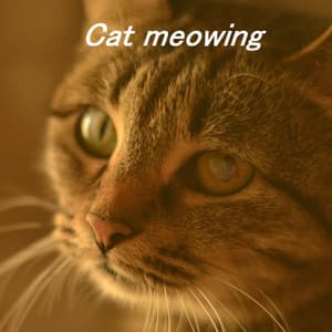 Cat meowing - Cat meowing