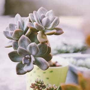 Playing Fetch with My Dog / Relaxation Meditation Music, Yoga at Home - Alpha Brain Waves