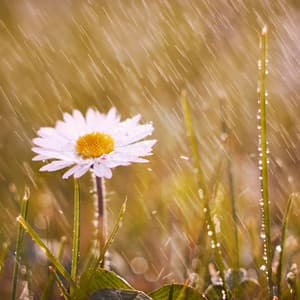 Celestial Rain Concentration Flow: Theta Waves - Nature and Rain