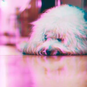 Atmospheric Jazz Guitar - Bgm for Doggy Day - Chill My Pooch