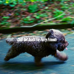 Chill Out Beats For Furry Friends - Relaxing Dogs