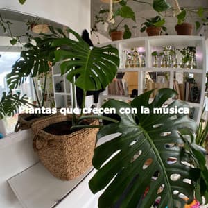Plantas que crecen con la música - Mellow Dinner Table Music