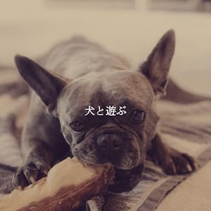 犬と遊ぶ - Abend Jazz