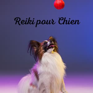 Reiki pour Chien : musique de zoothérapie pour une relaxation profonde - Doggy Music!