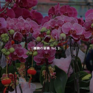 植物の音楽 Vol.2 - Restaurante Jazz Colecciones