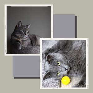 Refined Music for Sleeping Kittens - Trumpet Solo - Calm Cat Music