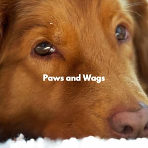 Paws and Wags - Musica para Perros