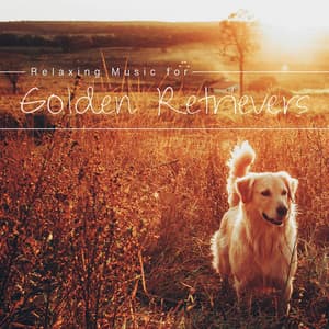 Relaxing Music for Golden Retrievers: Soothing Songs to Ease your Golden Retriever's Fears, Stress and Anxieties - Dog Bedtime