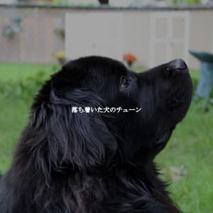 落ち着いた犬のチューン - Summer Jazz Relax