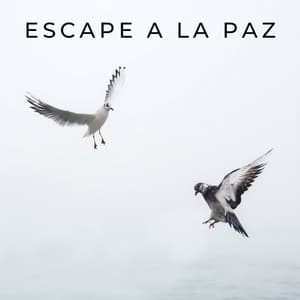 Escape A La Paz - PAZ