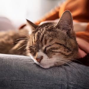 Felina Armonía: Melodías Lofi Para Gatos - Dias Felices Maestro