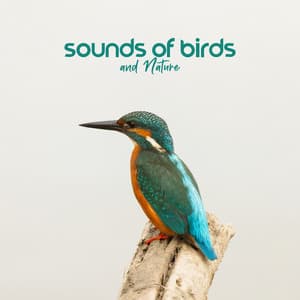 Sounds of Birds and Nature - Ambient Jungle Sounds