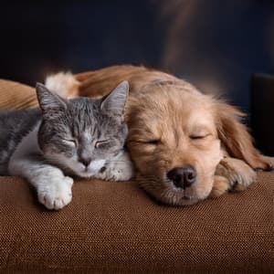 Música Suave Para El Tiempo De Quietud De Las Mascotas - Conjunto musical de mariposa negra