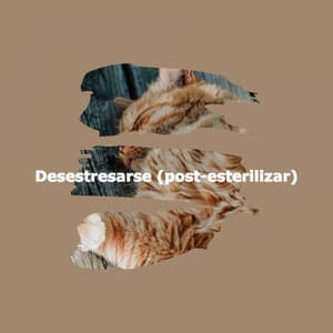 Desestresarse - Jazz Music Cafe