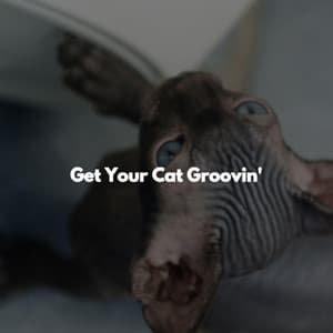 Get Your Cat Groovin' - Feel Good Morning Music