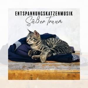 Entspannungskatzenmusik: Süßer Traum – Beruhigende Klänge für ruhigen Schlaf, Entspannung im Haus, Angstprobleme, Angst vor Lärm - Katzen Entspannungsmusik