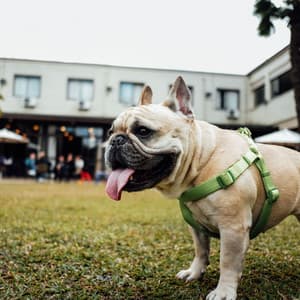 Bgm for Anxious Dogs - Relaxing Dog Music