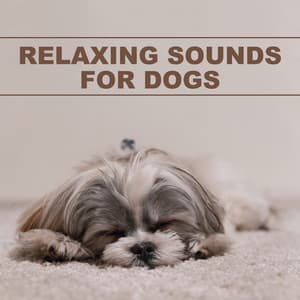 Relaxing Sounds for Dogs - The Real Animal relaxer