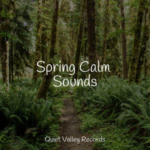 Spring Calm Sounds - Fabricantes De Lluvia