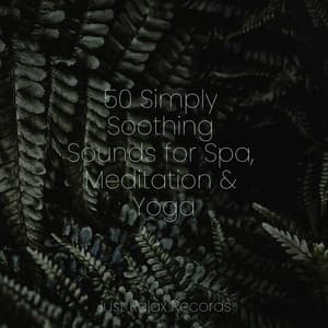 50 Simply Soothing Sounds for Spa, Meditation & Yoga - Forest Sounds