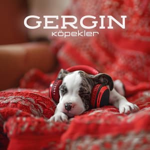 Gergin Köpekler: Yavru Köpeklerinizi Sakinleştirmek için Rahatlatıcı Terapi Müziği - Rahatlatıcı Müzik Terapi
