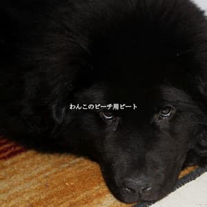わんこのビーチ用ビート - Morning Calm Playlist