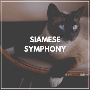 Siamese Symphony - Cat Music