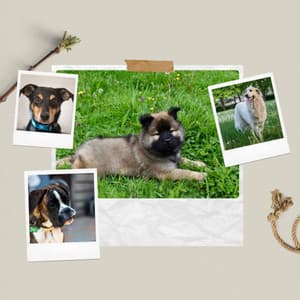 Debonair Background for Resting Doggy - Dog Music Library