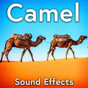 Camel Sound Effects - Sound Ideas