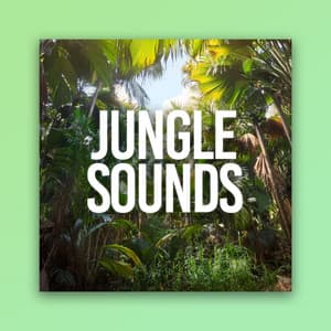 Jungle Sounds - Cat Music