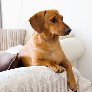 Jazz Dog Day Lounge: Unwinding in Canine Harmony - Smooth Jazz Instrumental