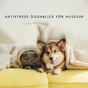 Antistress ögonblick för husdjur - Hundmusik oas