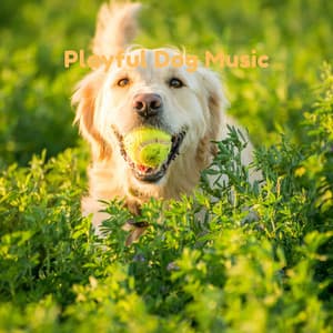 Playful Dog Music - Pet Music Therapy