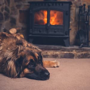 Doggie Bonfire: Fire Music for Dogs - Ambient Architects