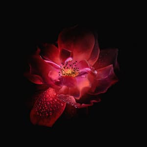 Binaural Beats - Pure Brian Tones - - Binaural Beats Sleep Aid