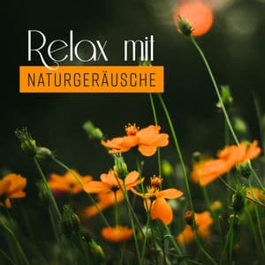 Relax mit Naturgeräusche: Heilungsrhythmen und Zen Musik, Entspannendes weißes Rauschen, Ruhiger Schlaf, Meditation - Einschlafen Akademie