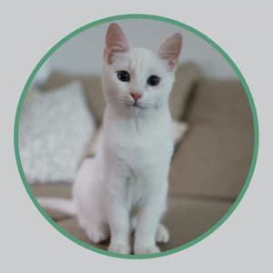 Backdrop for Sitting Back Cats - Jazz Quintet - Musica para Gatos