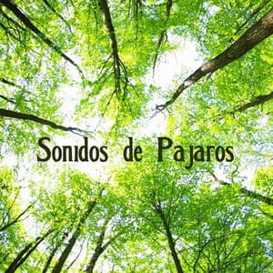 Sonidos de Pajaros - Sonidos de la Naturaleza Relax