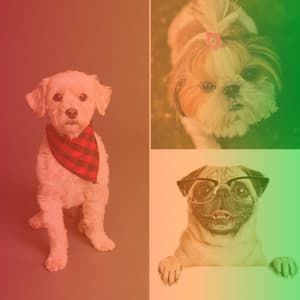 Artistic Ambiance for Sad Puppies - Dog Jazz Sounds