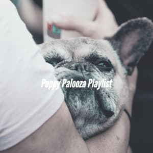 Puppy Palooza Playlist - Music for Dogs Moments